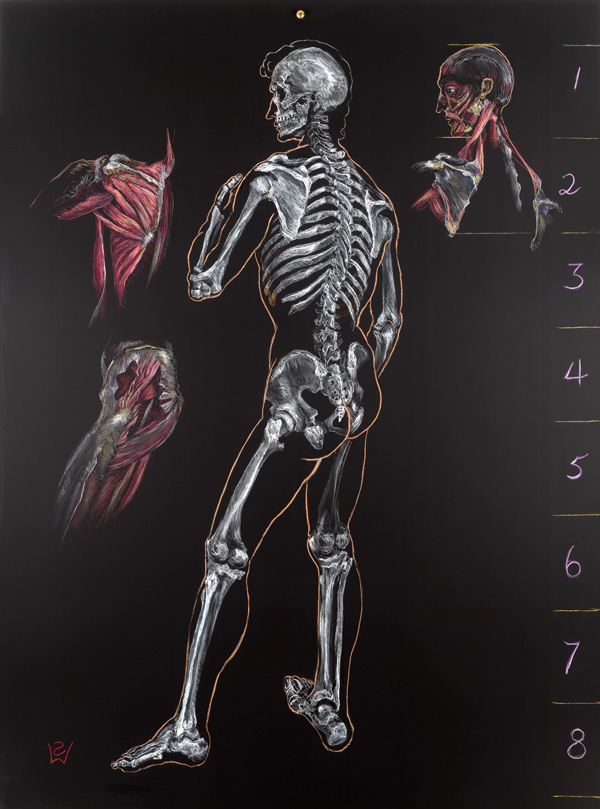 15.Anatomy