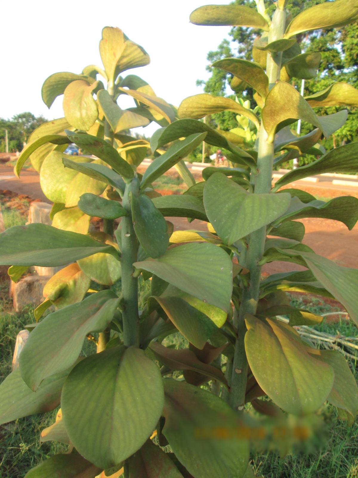 Synadenium Glaucescens Medicinal Plant